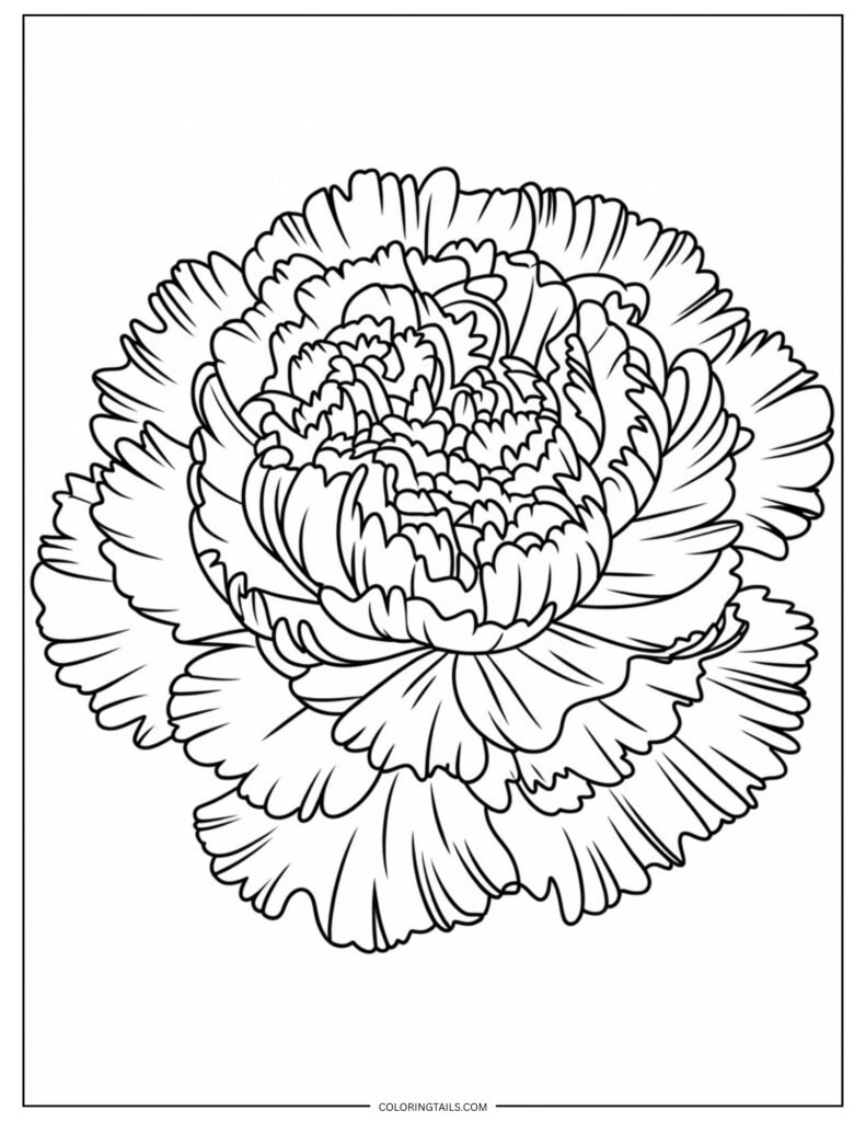 A full carnation with tightly packed ruffled petals. Great for experimenting with rich, vibrant colors.