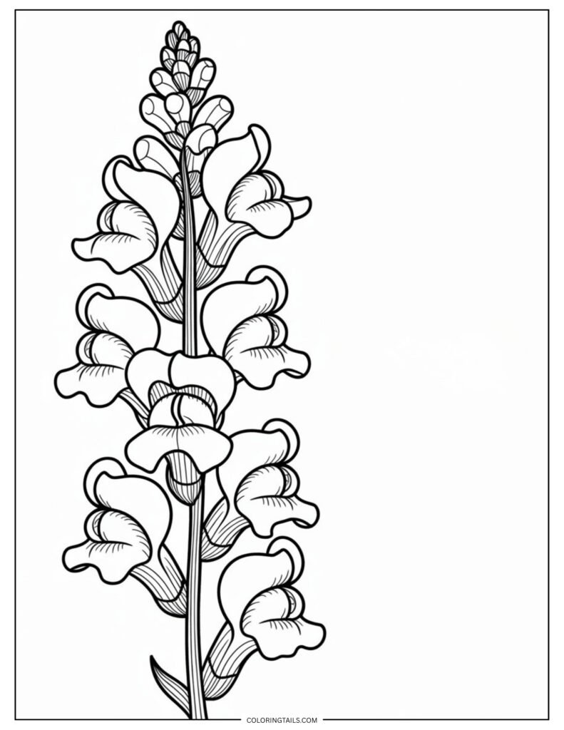 A tall snapdragon stalk with layers of small, tubular flowers. Offers a fun vertical design to color.