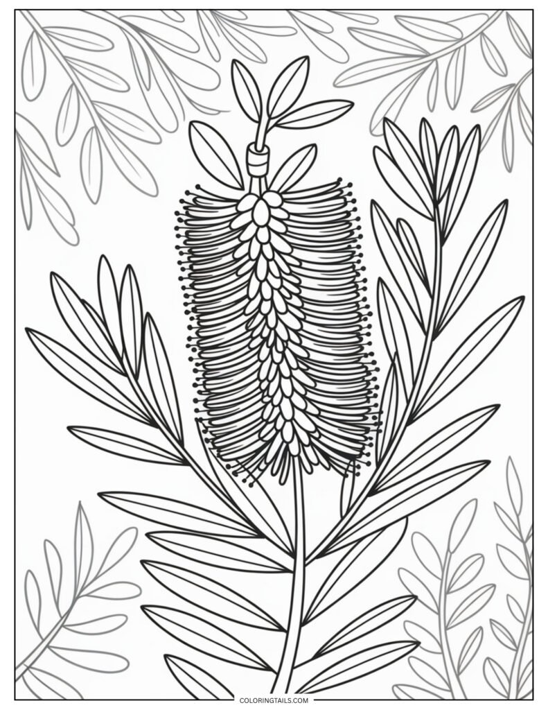 A bottlebrush flower, with its distinctive cylindrical, spiky bloom and narrow leaves. A bold and unique design for a coloring page.