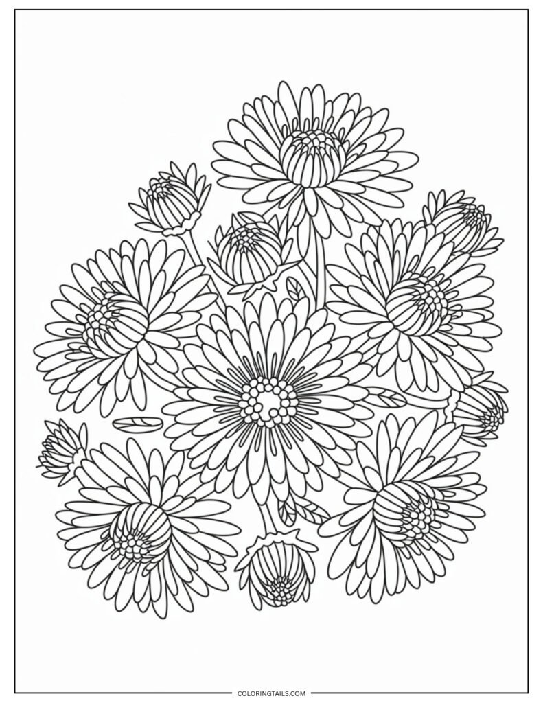 Multiple aster flowers in full bloom with layered petals and star-like shapes. An inviting design with plenty of detail.