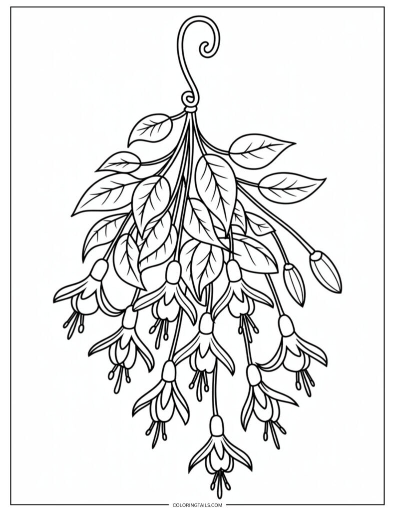 A hanging cluster of fuchsia flowers with elegant, dangling blooms. The page offers graceful shapes and flowing lines.