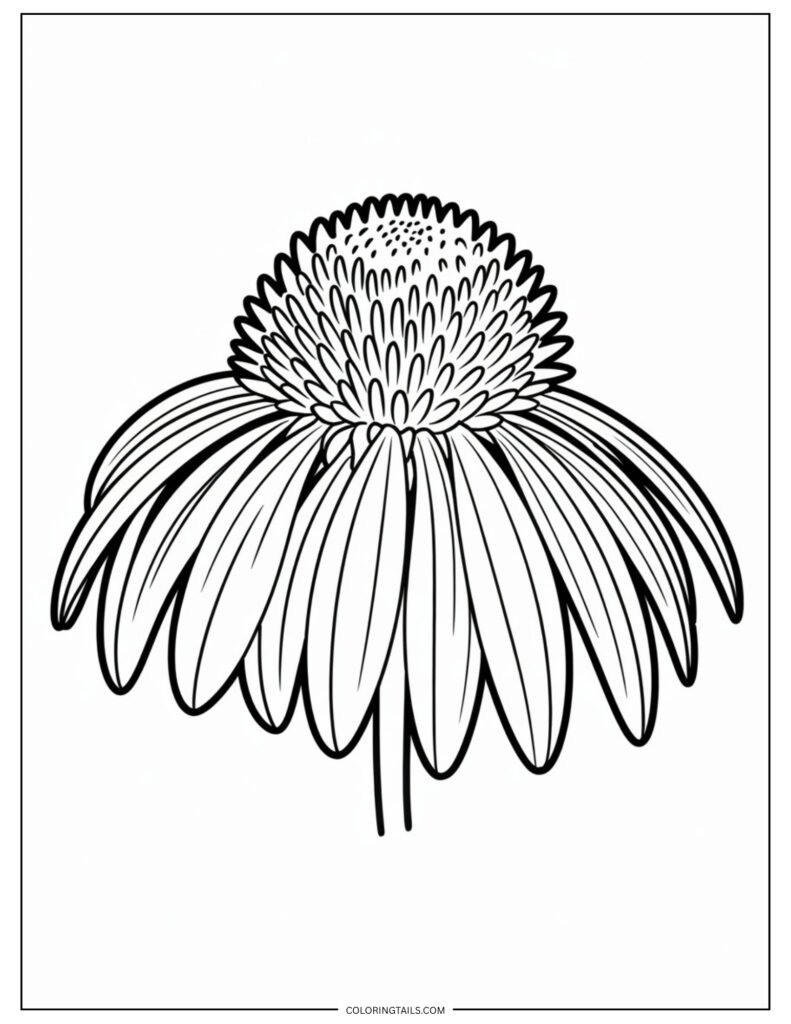 A single echinacea flower with a prominent cone center and drooping petals. The structure invites bold and earthy color choices.