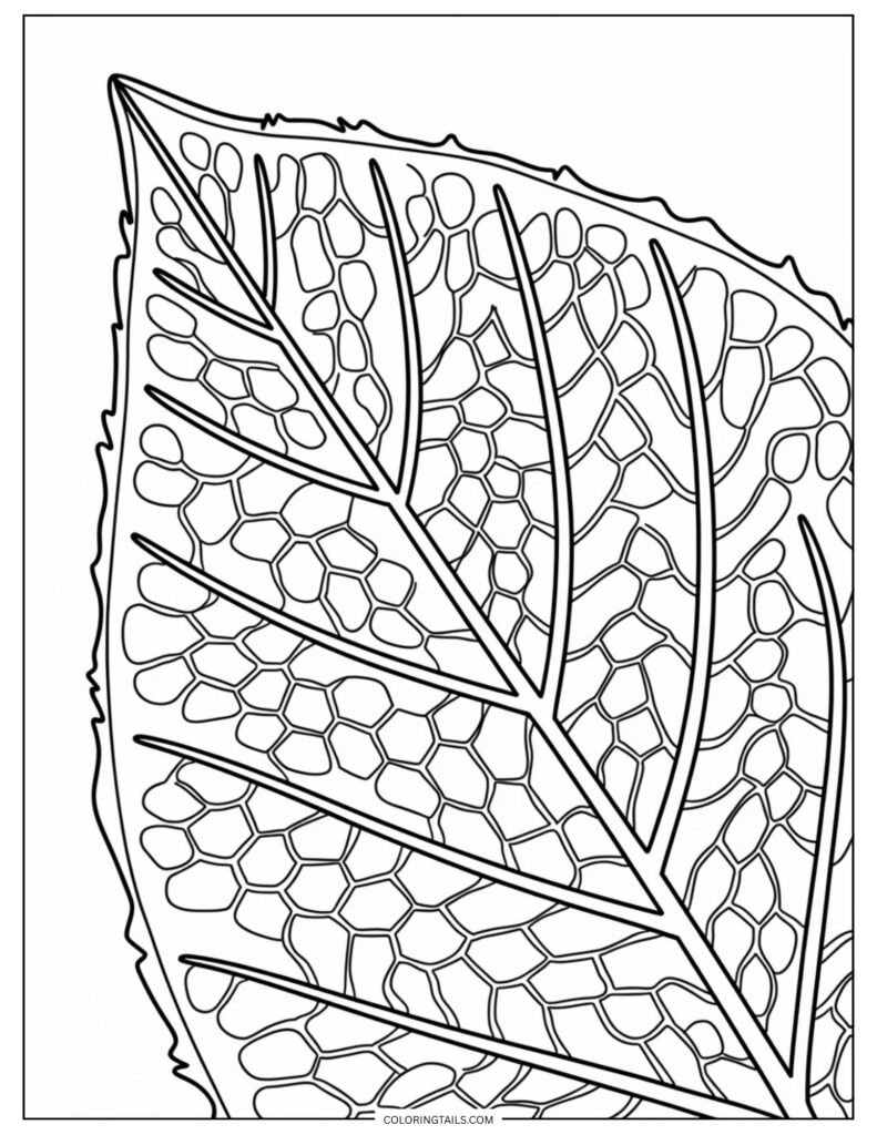 A magnified view of a leaf’s cells and internal vein structure.