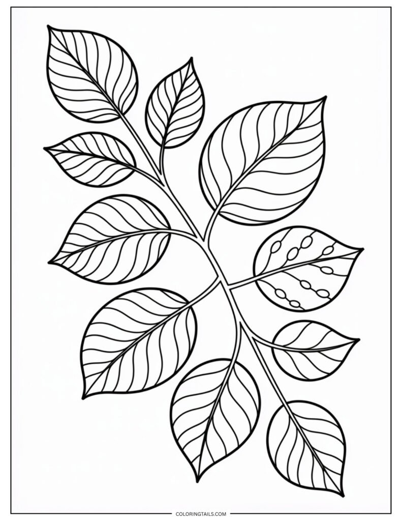 A bunch of slim eucalyptus leaves with smooth, curved shapes.